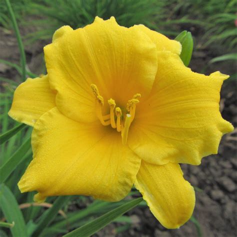 dior addict stella|stella d'oro yellow daylilies.